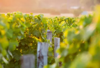 Rangées de vignes avec poteaux de support dans un vignoble bordelais, feuillage vert et or sous la lumière du soleil couchant