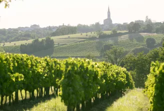 Vignobles de Bordeaux avec rangées de vignes au premier plan, paysage vallonné avec un clocher d'église en arrière-plan