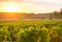 Vignobles de Bordeaux au coucher de soleil avec rangées de vignes vertes s'étendant jusqu'à l'horizon, arbres en arrière-plan et ciel doré